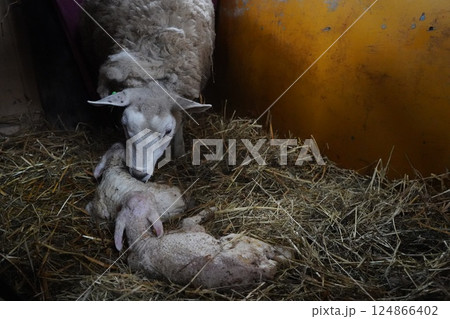生まれたての子羊と母羊 124866402