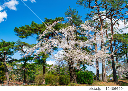 埼玉県　さいたま市　大宮公園　満開の桜 124866404