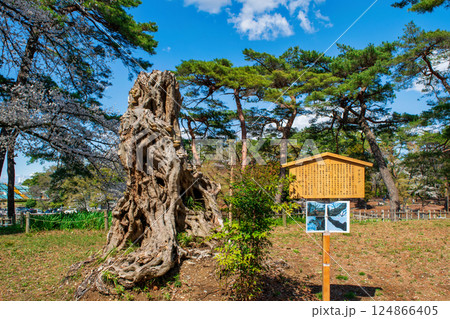 埼玉県　さいたま市　大宮公園　アカシデの巨樹 124866405