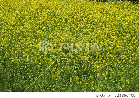 長野県飯山市の菜の花公園 124866409