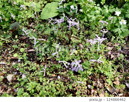 ニリンソウ　エンゴサク 124866462