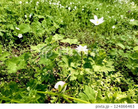 ニリンソウ　二輪草 124866463