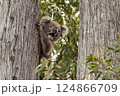 Wild koala in a tree yawning and looking suprised 124866709