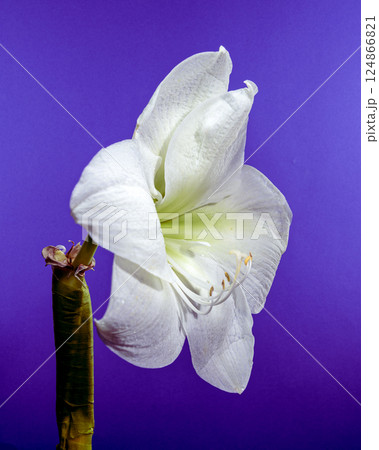 White Amaryllis Flower with Dew Drops on purple Background White Amaryllis Flower with Dew Drops on purple Background 124866821