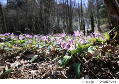 岐阜県関市の一色カタクリの里のカタクリの花群生地 岐阜県関市の一色カタクリの里のカタクリの花群生地 124867344
