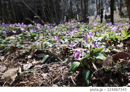 岐阜県関市の一色カタクリの里のカタクリの花群生地 124867345