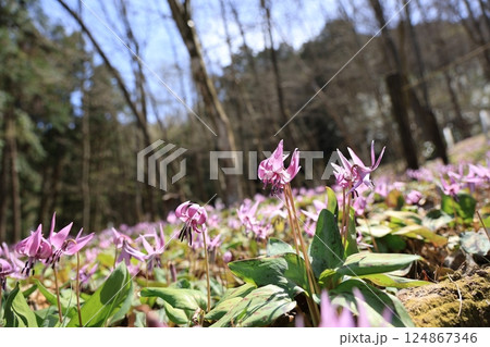 岐阜県関市の一色カタクリの里のカタクリの花群生地 岐阜県関市の一色カタクリの里のカタクリの花群生地 124867346