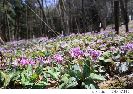 岐阜県関市の一色カタクリの里のカタクリの花群生地 124867347
