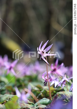 岐阜県関市の一色カタクリの里のカタクリの花群生地 124867348