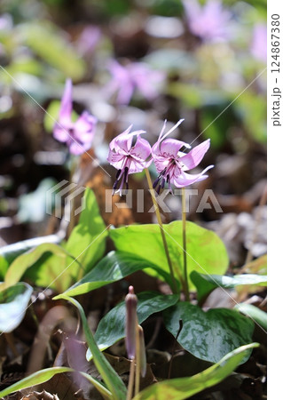 岐阜県関市の一色カタクリの里のカタクリの花群生地 岐阜県関市の一色カタクリの里のカタクリの花群生地 124867380