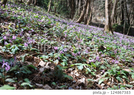 岐阜県関市の一色カタクリの里のカタクリの花群生地 岐阜県関市の一色カタクリの里のカタクリの花群生地 124867383