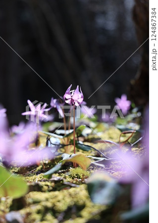 岐阜県関市の一色カタクリの里のカタクリの花群生地 岐阜県関市の一色カタクリの里のカタクリの花群生地 124867384