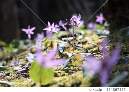 岐阜県関市の一色カタクリの里のカタクリの花群生地 岐阜県関市の一色カタクリの里のカタクリの花群生地 124867385