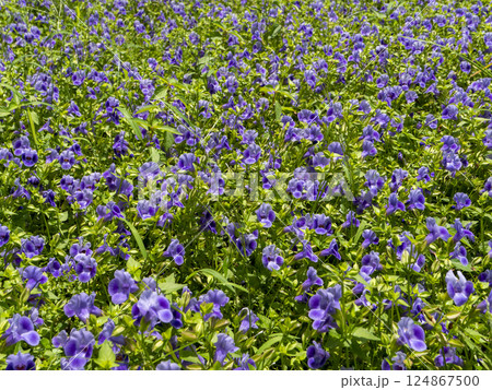 花壇に咲いたハナウリクサ 124867500
