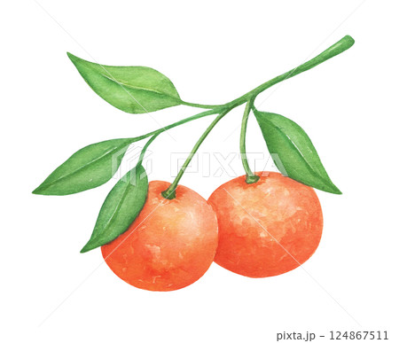 Watercolor mandarin with leaves, isolated food illustration, fruit art, tree branch 124867511