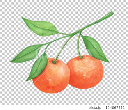 Watercolor mandarin with leaves, isolated food illustration, fruit art, tree branch 124867511