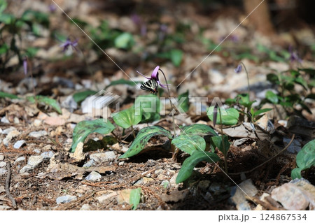 岐阜県関市の一色カタクリの里の羽化したばかりのギフチョウ　今シーズン第一号 124867534