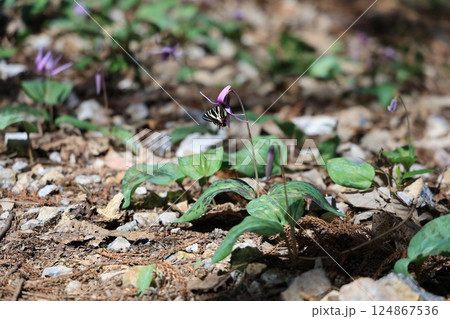 岐阜県関市の一色カタクリの里の羽化したばかりのギフチョウ 今シーズン第一号 岐阜県関市の一色カタクリの里の羽化したばかりのギフチョウ 今シーズン第一号 124867536