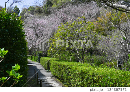 鎌倉 明月院 鎌倉 明月院 124867571