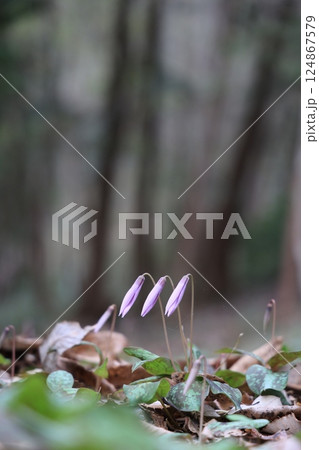 岐阜県関市の一色カタクリの里のカタクリの花 花開く前 太陽が当たる前 岐阜県関市の一色カタクリの里のカタクリの花 花開く前 太陽が当たる前 124867579