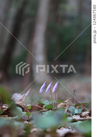 岐阜県関市の一色カタクリの里のカタクリの花　花開く前　太陽が当たる前 124867580