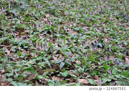 岐阜県関市の一色カタクリの里のカタクリの花 岐阜県関市の一色カタクリの里のカタクリの花 124867581