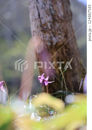 岐阜県関市の一色カタクリの里のカタクリの花 124867585