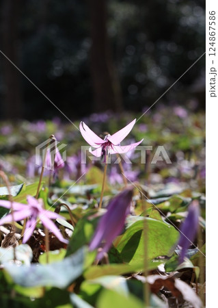 岐阜県関市の一色カタクリの里のカタクリの花 124867586