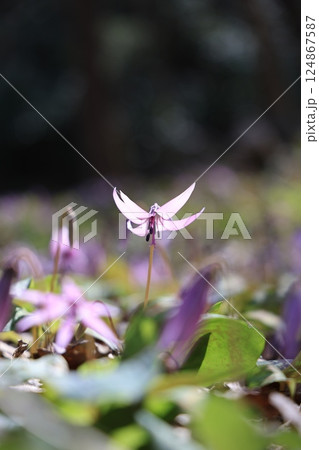 岐阜県関市の一色カタクリの里のカタクリの花 岐阜県関市の一色カタクリの里のカタクリの花 124867587