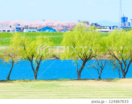 春の江戸川矢切の風景 124867633