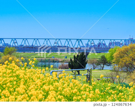菜の花畑を走る京成スカイライナー 124867634