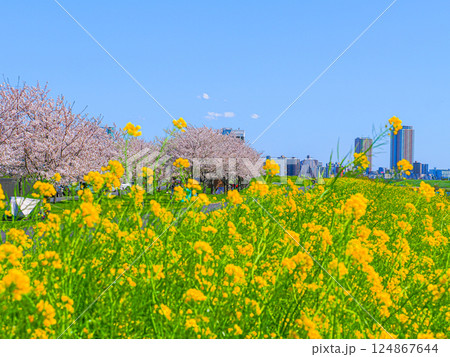 春の菜の花畑と桜と菜の花が咲く春爛漫の風景 124867644