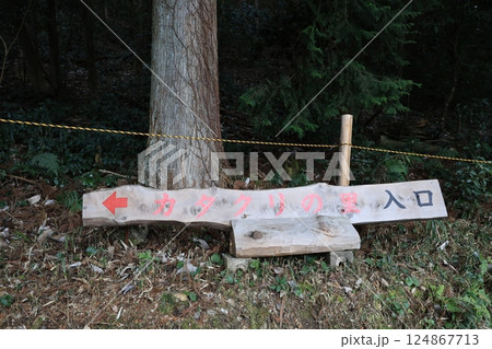 岐阜県関市の一色カタクリの里 124867713