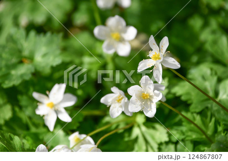 ニリンソウ ニリンソウ 124867807