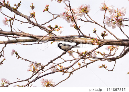 シジュウカラ シジュウカラ 124867815