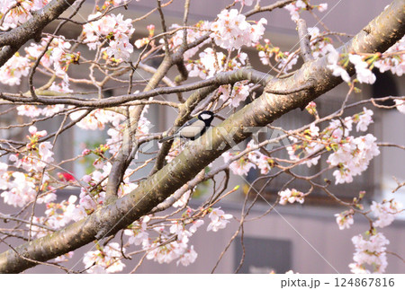 シジュウカラ 124867816