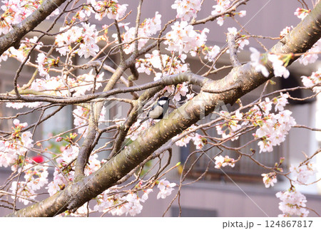 シジュウカラ シジュウカラ 124867817