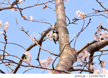 シジュウカラ 124867827