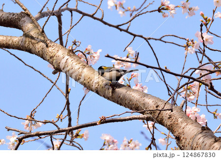 シジュウカラ シジュウカラ 124867830