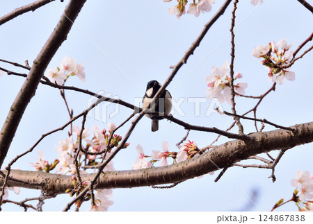 シジュウカラ 124867838