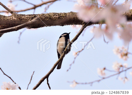 シジュウカラ 124867839