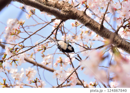 シジュウカラ 124867840