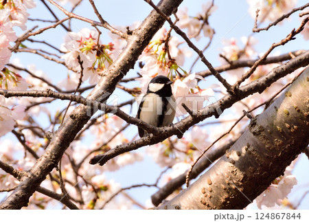 シジュウカラ シジュウカラ 124867844