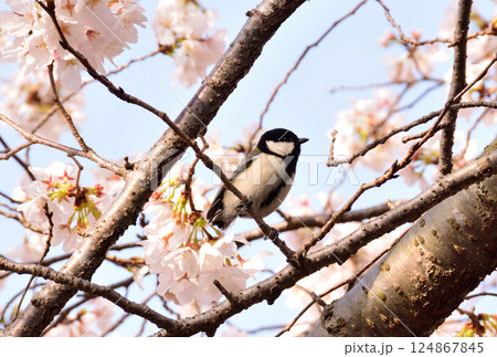シジュウカラ 124867845