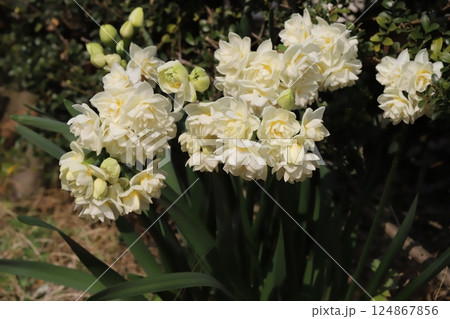 春の庭のマメツゲの生垣の前に咲く八重咲きのフサザキスイセンの白い花 春の庭のマメツゲの生垣の前に咲く八重咲きのフサザキスイセンの白い花 124867856