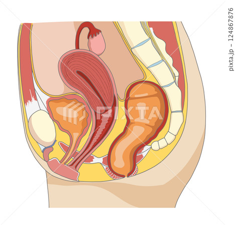 女性の骨盤周辺の性器や臓器の横向き解剖イラスト 女性の骨盤周辺の性器や臓器の横向き解剖イラスト 124867876