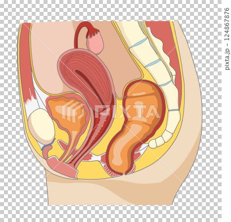 女性の骨盤周辺の性器や臓器の横向き解剖イラスト 女性の骨盤周辺の性器や臓器の横向き解剖イラスト 124867876