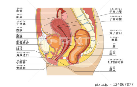 女性の骨盤周辺の性器や臓器の横向き解剖イラスト 124867877