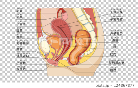 女性の骨盤周辺の性器や臓器の横向き解剖イラスト 124867877