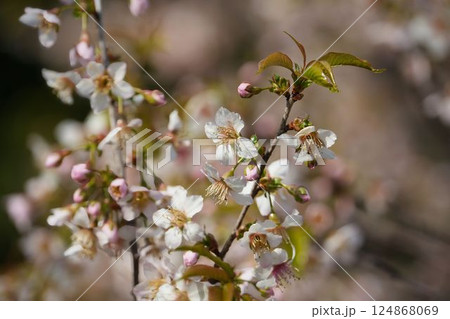 冬を彩るヒマラヤザクラ	 124868069
